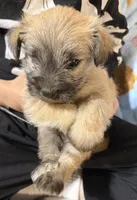 Sunny, a male Shorkie for sale in Mount Sherman, KY – 3 of 4