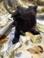 Cody, a male Miniature Schnauzer for sale in Mount Sherman, KY – Photo 4 of 6