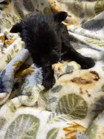 Cody, a male Miniature Schnauzer for sale in Mount Sherman, KY – Photo 6 of 6