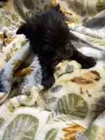 Cody, a male Miniature Schnauzer for sale in Mount Sherman, KY – Photo 5 of 6