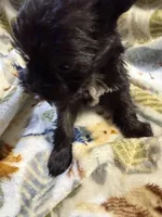 Cody, a male Miniature Schnauzer for sale in Mount Sherman, KY – Photo 2 of 6