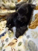 Cody, a male Miniature Schnauzer for sale in Mount Sherman, KY – Photo 3 of 6