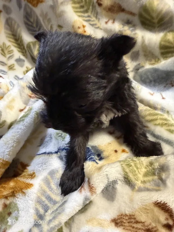 Cody – Miniature Schnauzer puppy on hold in Mount Sherman, KY