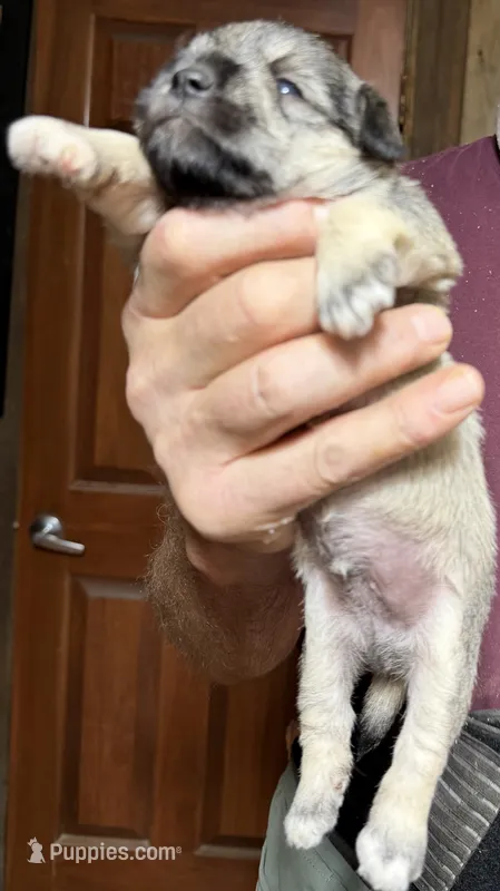 Bandit – Shorkie puppy for sale in Mount Sherman, KY