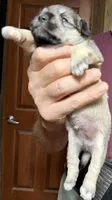 Bandit, a male Shorkie for sale in Mount Sherman, KY – 1 of 8