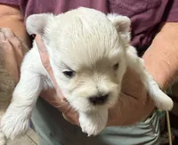 Angel, a female Shorkie for sale in Mount Sherman, KY – 1 of 4