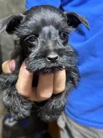 PiPi, a female Miniature Schnauzer for sale in Mount Sherman, KY – 2 of 4