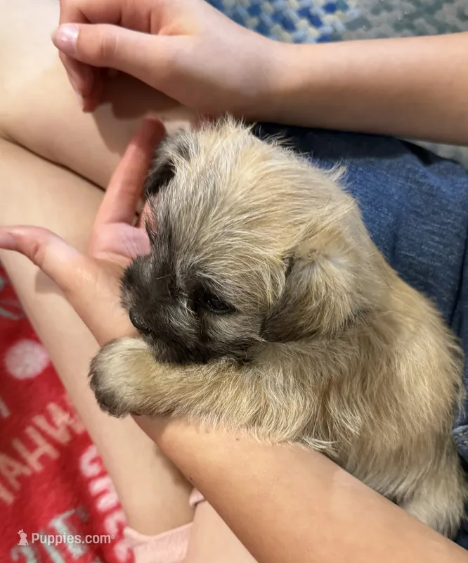 Sunny – Shorkie puppy for sale in Mount Sherman, KY
