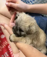 Sunny, a male Shorkie for sale in Mount Sherman, KY – 1 of 4