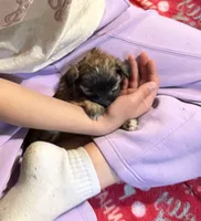 Romeo, a male Shorkie for sale in Mount Sherman, KY – 5 of 5