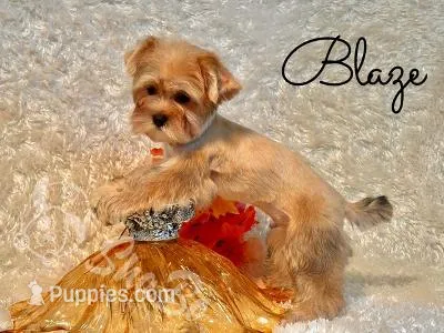 BLAZE, a male Yorkshire Terrier for sale in Henderson, NV – 1 of 4