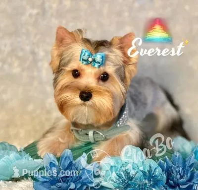 EVEREST – Yorkshire Terrier puppy for sale in Henderson, NV