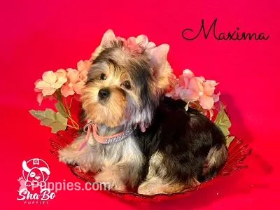 MAXIMA – Yorkshire Terrier puppy on hold in Henderson, NV