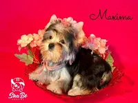 MAXIMA, a female Yorkshire Terrier for sale in Henderson, NV – 1 of 3