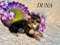 DUNA, a female Yorkshire Terrier for sale in Henderson, NV – Photo 1 of 5