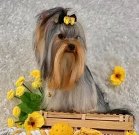 DUNA, a female Yorkshire Terrier for sale in Henderson, NV – Photo 5 of 5