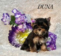 DUNA, a female Yorkshire Terrier for sale in Henderson, NV – Photo 2 of 5