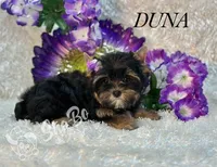DUNA, a female Yorkshire Terrier for sale in Henderson, NV – Photo 3 of 5