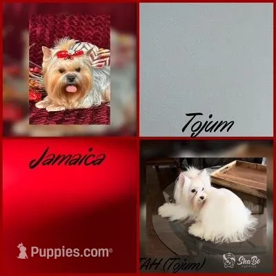 BLAZE, a male Yorkshire Terrier for sale in Henderson, NV – 3 of 3