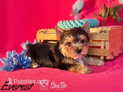 EVEREST – Yorkshire Terrier puppy for sale in Henderson, NV