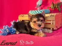 EVEREST, a male Yorkshire Terrier for sale in Henderson, NV – 1 of 3