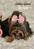 DALMA QUEEN, a female Yorkshire Terrier for sale in Henderson, NV – 4 of 6