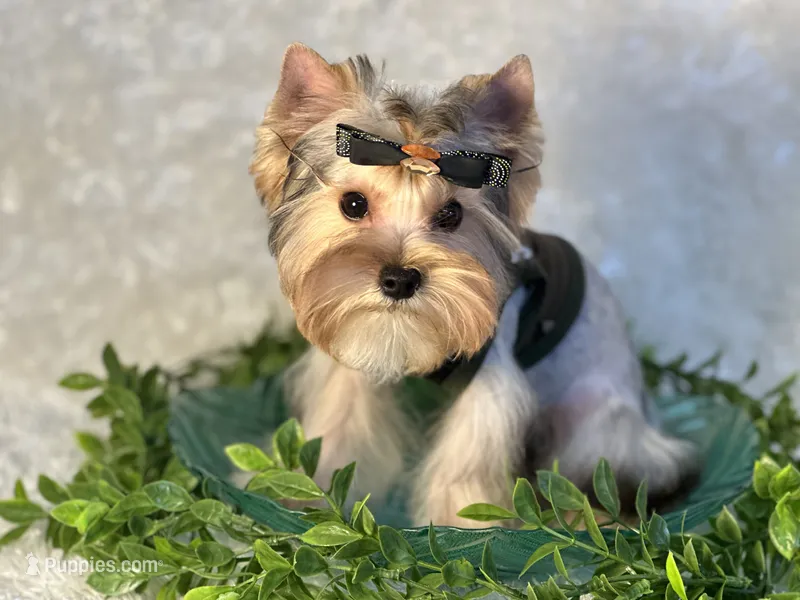EVEREST, a male Yorkshire Terrier for sale in Henderson, NV – 1 of 6