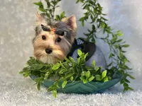 EVEREST, a male Yorkshire Terrier for sale in Henderson, NV – 4 of 6