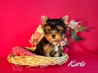 KARLA, a female Yorkshire Terrier for sale in Henderson, NV – Photo 3 of 5