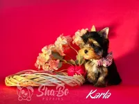 KARLA, a female Yorkshire Terrier for sale in Henderson, NV – Photo 2 of 5