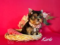 KARLA, a female Yorkshire Terrier for sale in Henderson, NV – Photo 1 of 5