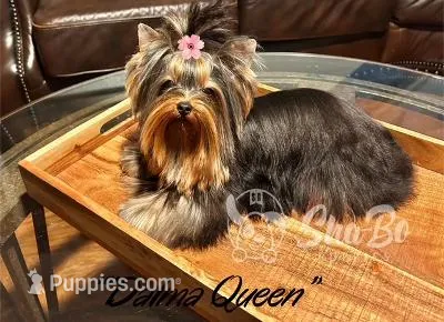 DALMA QUEEN – Yorkshire Terrier puppy for sale in Henderson, NV