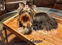 DALMA QUEEN, a female Yorkshire Terrier for sale in Henderson, NV – 1 of 4