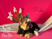 KIKI, a female Yorkshire Terrier for sale in Henderson, NV – 2 of 3