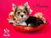 MAXIMA, a female Yorkshire Terrier for sale in Henderson, NV – 2 of 3