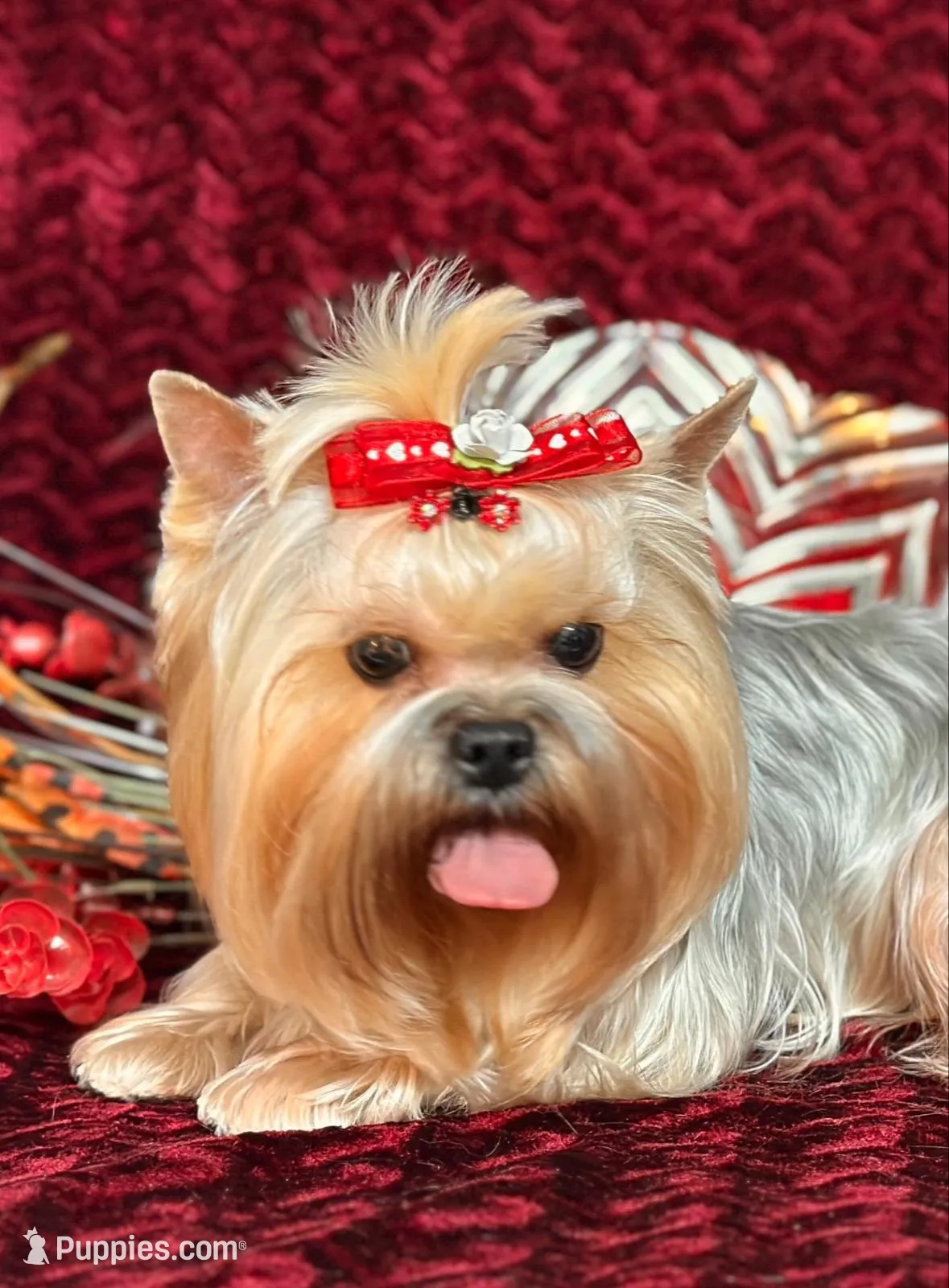 MAXIMA, a female Yorkshire Terrier for sale in Henderson, NV – 3 of 4