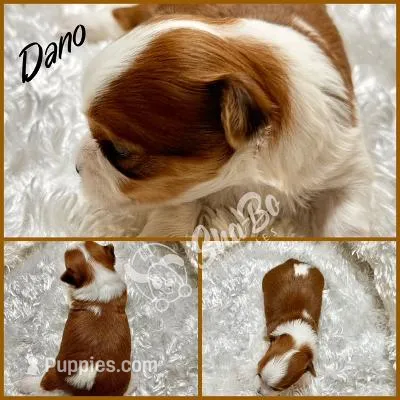 DANO – Yorkshire Terrier puppy for sale in Henderson, NV