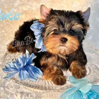 DUKE, a male Yorkshire Terrier for sale in Henderson, NV – Photo 3 of 5