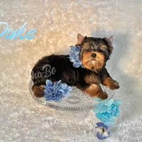 DUKE, a male Yorkshire Terrier for sale in Henderson, NV – Photo 2 of 5