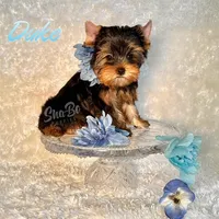 DUKE, a male Yorkshire Terrier for sale in Henderson, NV – Photo 4 of 5