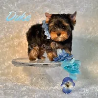 DUKE, a male Yorkshire Terrier for sale in Henderson, NV – Photo 1 of 5