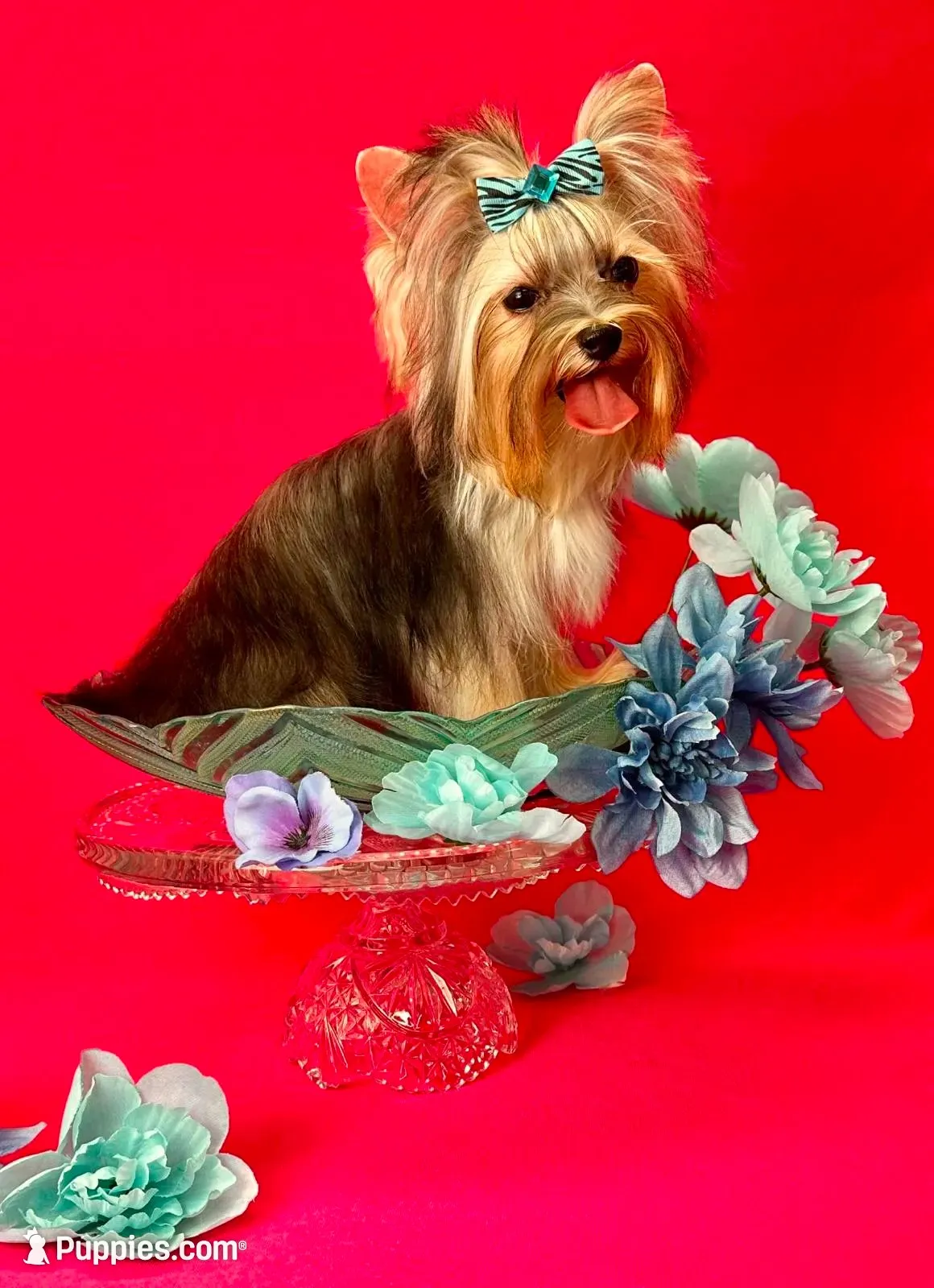 DALMA QUEEN, a female Yorkshire Terrier for sale in Henderson, NV – 5 of 6