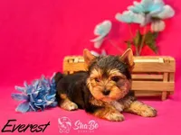 EVEREST, a male Yorkshire Terrier for sale in Henderson, NV – 2 of 3