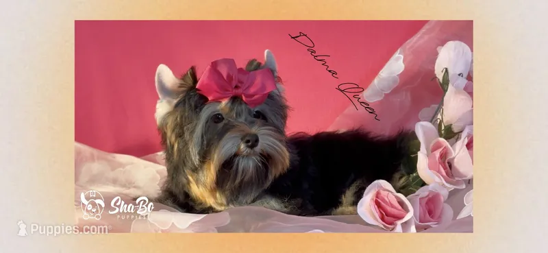 DALMA QUEEN, a female Yorkshire Terrier for sale in Henderson, NV – Photo 1 of 5