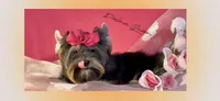 DALMA QUEEN, a female Yorkshire Terrier for sale in Henderson, NV – Photo 2 of 5