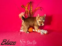 BLAZE, a male Yorkshire Terrier for sale in Henderson, NV – 2 of 3
