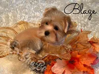 BLAZE, a male Yorkshire Terrier for sale in Henderson, NV – 3 of 4