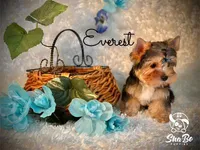 EVEREST, a male Yorkshire Terrier for sale in Henderson, NV – 2 of 4
