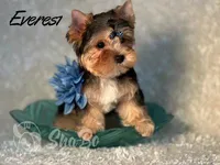 EVEREST, a male Yorkshire Terrier for sale in Henderson, NV – 2 of 6