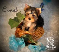 EVEREST, a male Yorkshire Terrier for sale in Henderson, NV – 3 of 4